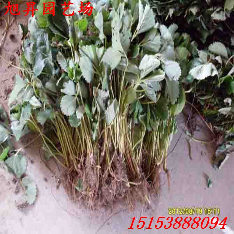 畹町四葉一芯公主草莓苗有哪些優(yōu)勢