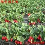 无锡种苗草莓苗泰丽草莓苗品种介绍图片3