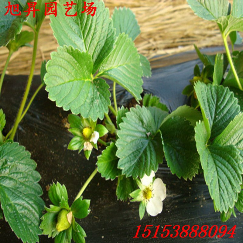 锦州培育达赛草莓苗批发