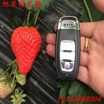 四川高產(chǎn)章姬草莓苗廠家供應(yīng)