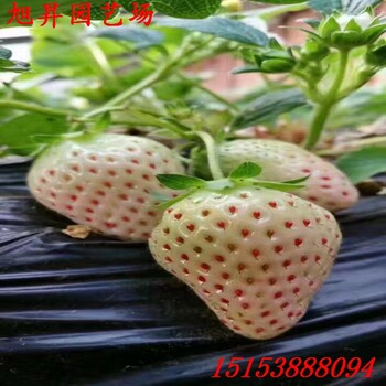 陜西培育紅袖添香草莓苗批發(fā)價(jià)