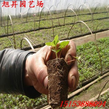 峨眉山培育草莓苗一畝產(chǎn)量多少