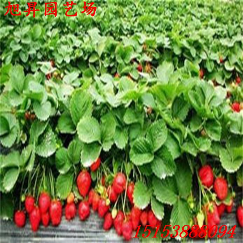 曲靖四葉一芯草莓苗多少錢一棵