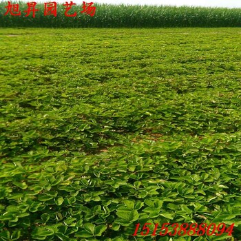 孝義生產(chǎn)型草莓苗隋珠草莓苗質(zhì)量好
