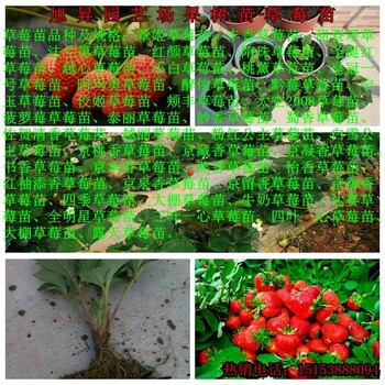 铜川易成活大棚草莓苗培育基地