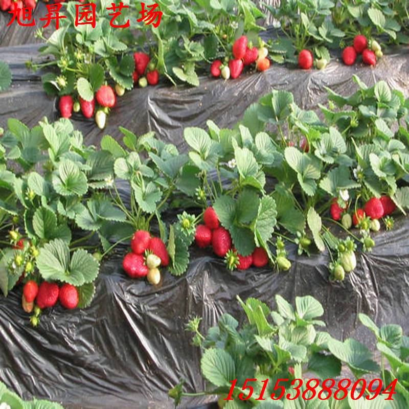 安阳生产型草莓苗书香草莓苗培育基地