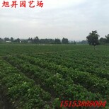 无锡种苗草莓苗泰丽草莓苗品种介绍图片5