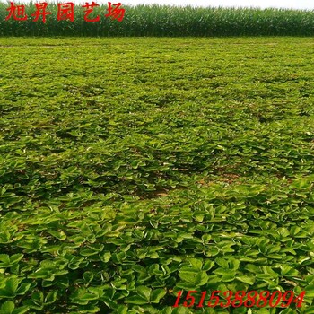 景德鎮(zhèn)四葉一芯粉紅公主草莓苗種植基地