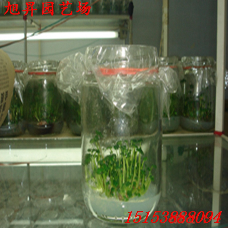 焦作培育頰豐草莓苗批發(fā)商