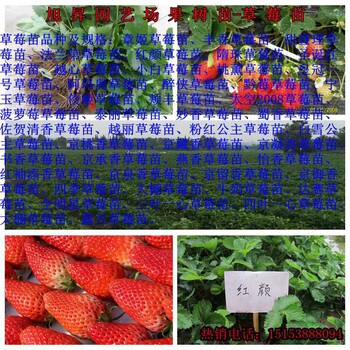 临夏种苗草莓苗阿玛奥草莓苗致富新品种