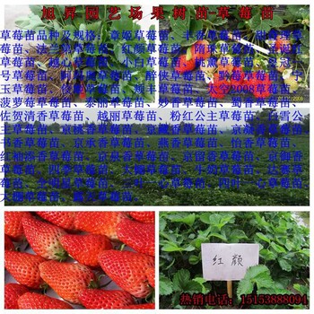盤(pán)錦高產(chǎn)豐香草莓苗一畝產(chǎn)量多少