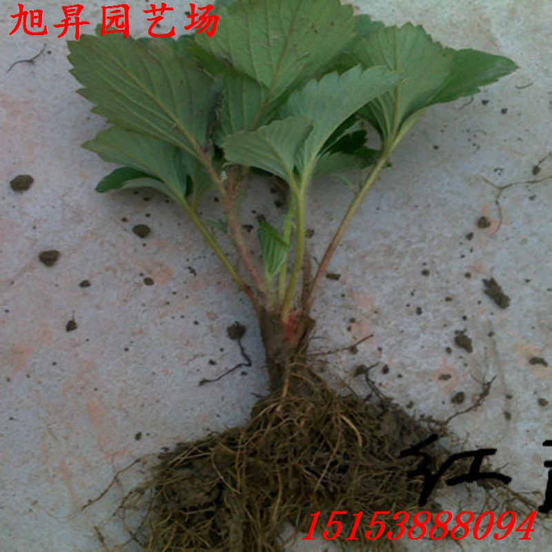 孝義生產(chǎn)型草莓苗隋珠草莓苗好