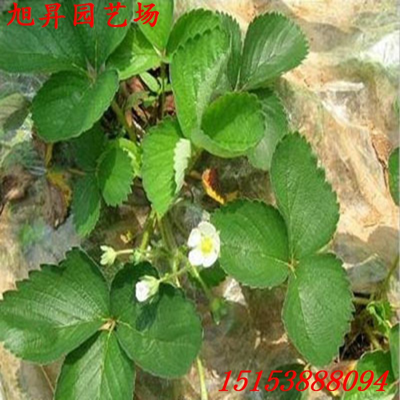 东丽区易成活草莓苗种植基地