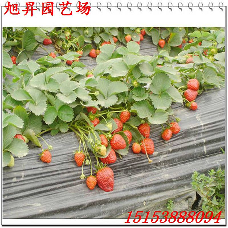 齊齊哈爾生產(chǎn)型草莓苗佐賀清香草莓苗風味濃甜