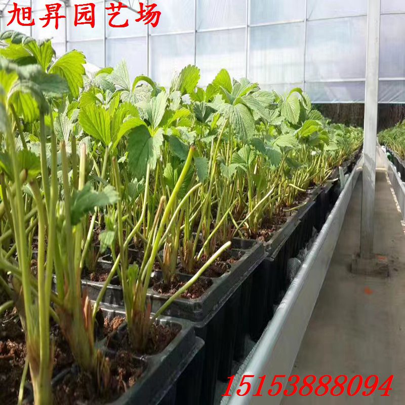長寧區(qū)培育隋珠草莓苗廠家供應
