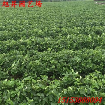 南開區(qū)易成活京怡香草莓苗產量