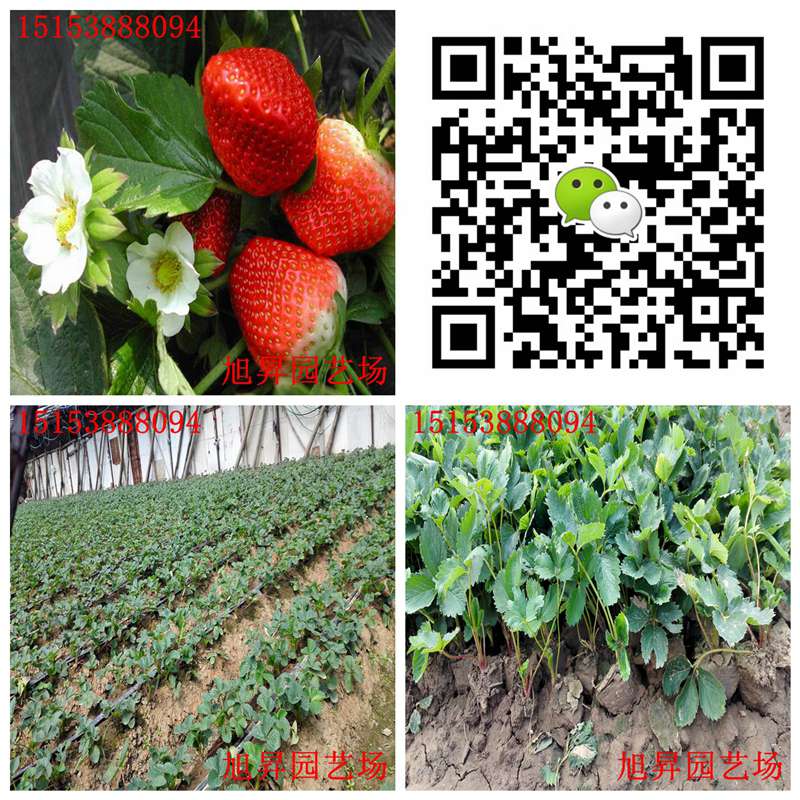 鄂州培育大棚草莓苗種植基地
