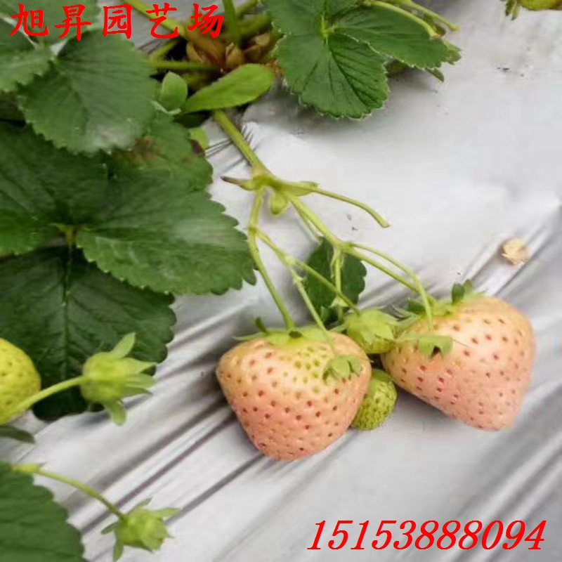 西青區(qū)培育四季草莓苗培育基地