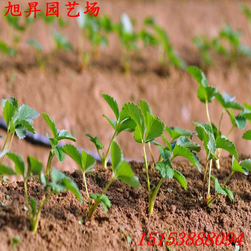 畹町四葉一芯公主草莓苗有哪些優(yōu)勢