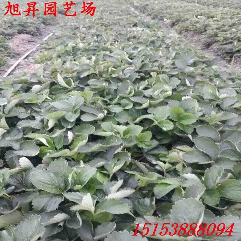 宜昌易成活菠萝莓草莓苗当年挂果