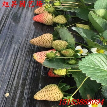 西青區(qū)易成活燕香草莓苗批發(fā)