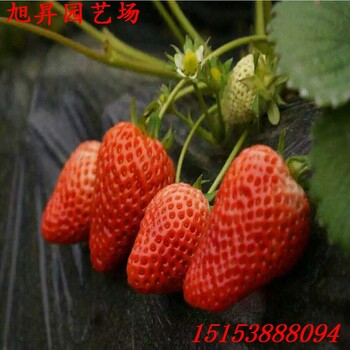 鎮(zhèn)江培育京怡香草莓苗多少錢(qián)一棵