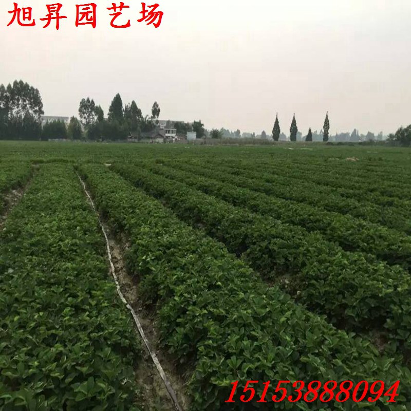 安阳生产型草莓苗书香草莓苗培育基地