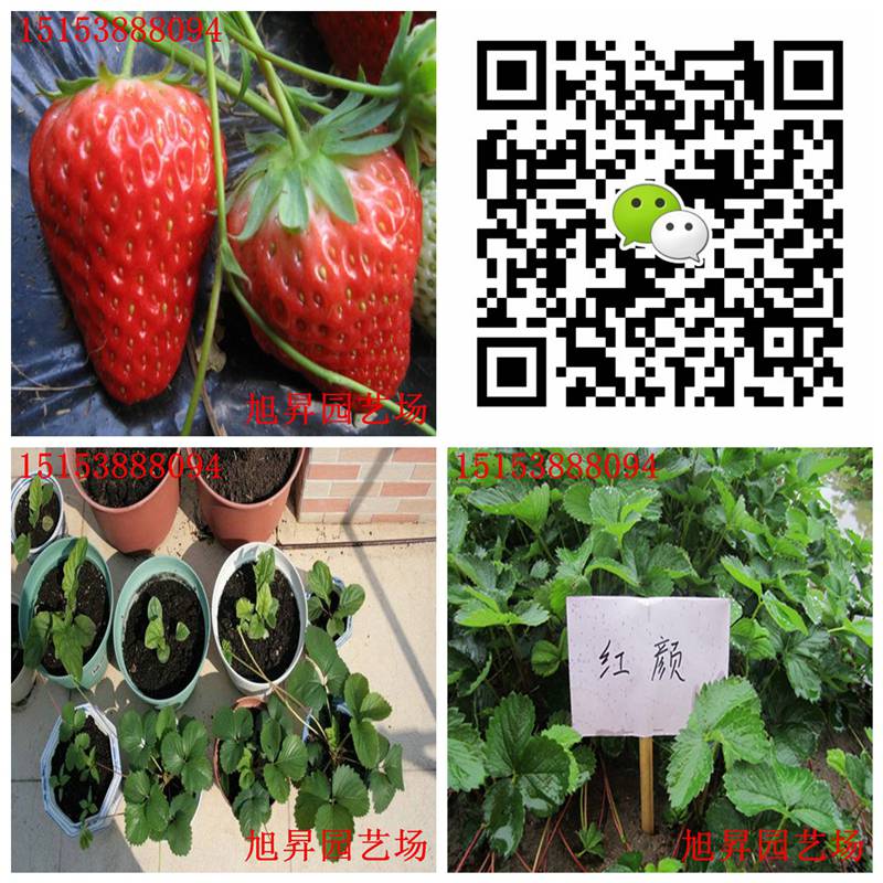 贵州脱毒小白草莓苗种植