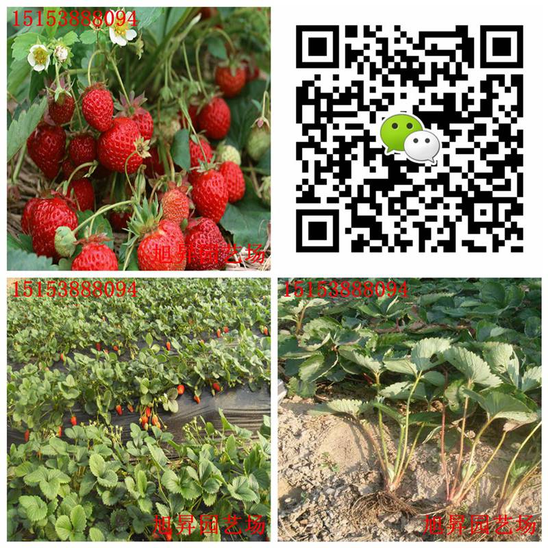 武威生产型草莓苗燕香草莓苗现货出售