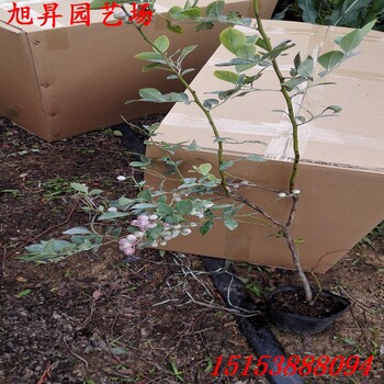 北京達(dá)柔藍(lán)莓苗價(jià)格一覽表