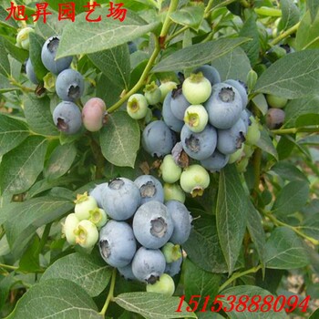 北京粉蓝蓝莓苗介绍