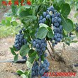 海南伯克利蓝莓苗量大从优图片