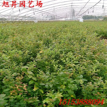 黑龍江布里吉塔藍(lán)莓苗培育要求