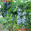 黑龙江蓝金蓝莓苗亩产量