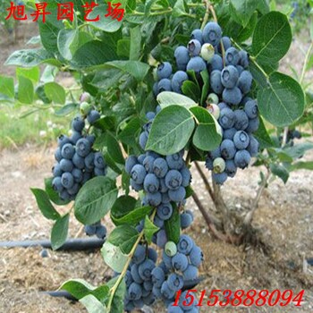 北京芬蒂蓝莓苗新品种