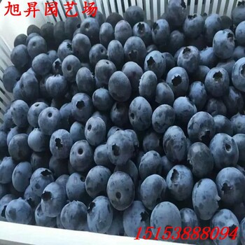 浙江北陸藍(lán)莓苗致富新品種