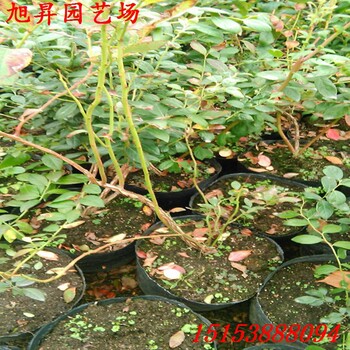 黑龙江蓝丰蓝莓苗新品种