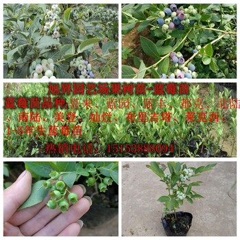 黑龙江绿宝石蓝莓苗培育要求
