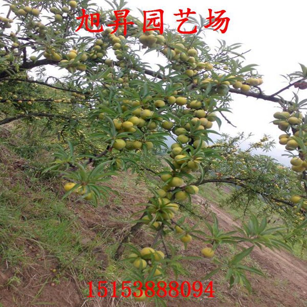 沙子空心李子苗介紹