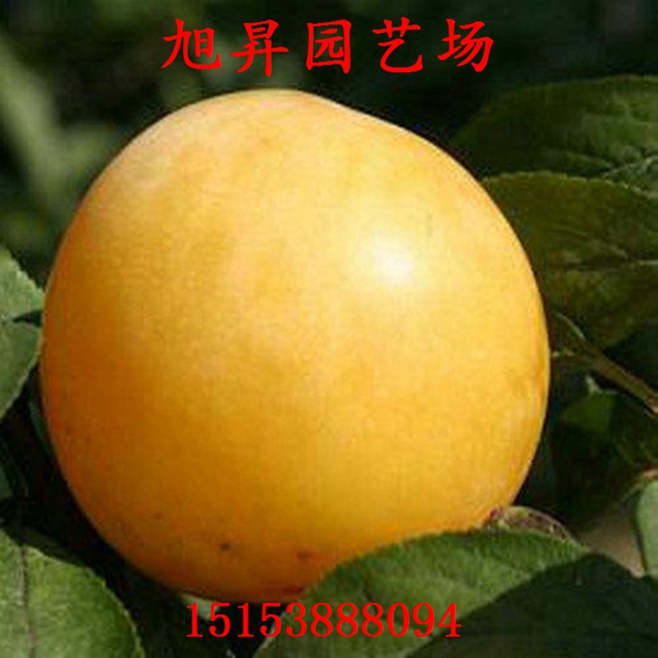 火花冰脆李子苗規(guī)格一覽表