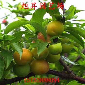 胭脂李子苗大量格