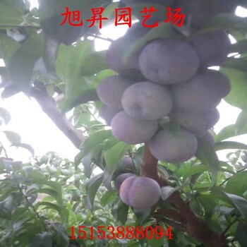 培育李子苗采購(gòu)基地