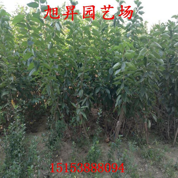 紅貴陽李子苗基地