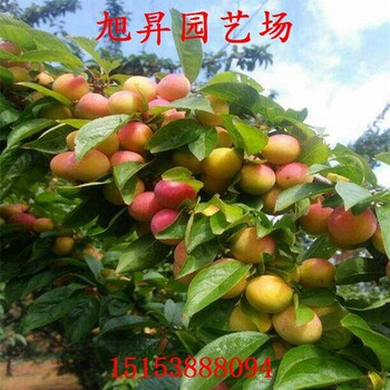 清脆李子苗訂苗電話