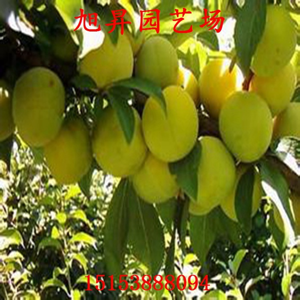 巫山李子苗培育要求
