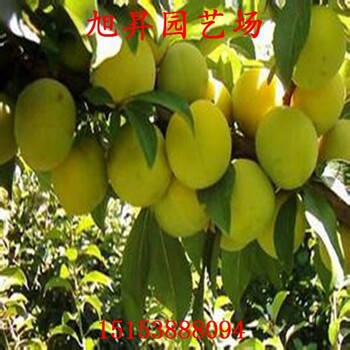 巫山李子苗豐產(chǎn)果型