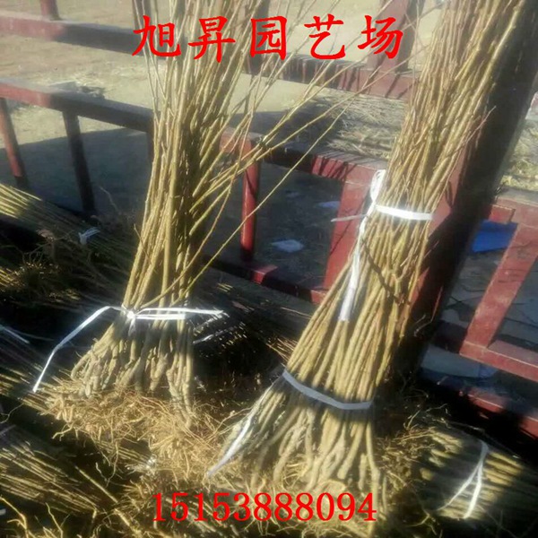 早紅李子苗市場(chǎng)前景
