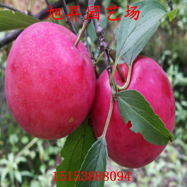 延邊自產(chǎn)自銷(xiāo)李子苗的特點(diǎn)