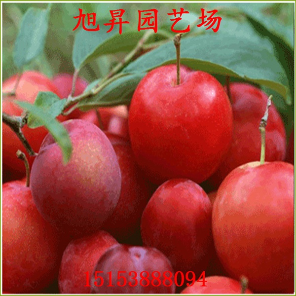 黑霸李子苗品種介紹