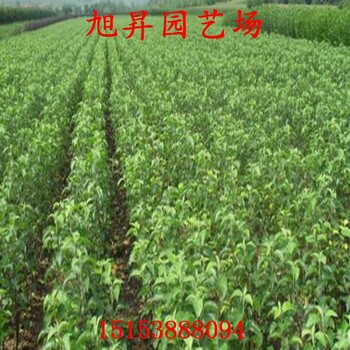 易成活李子苗種植基地